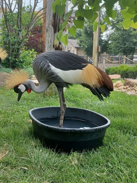 Salem the African crowned crane in a pool
