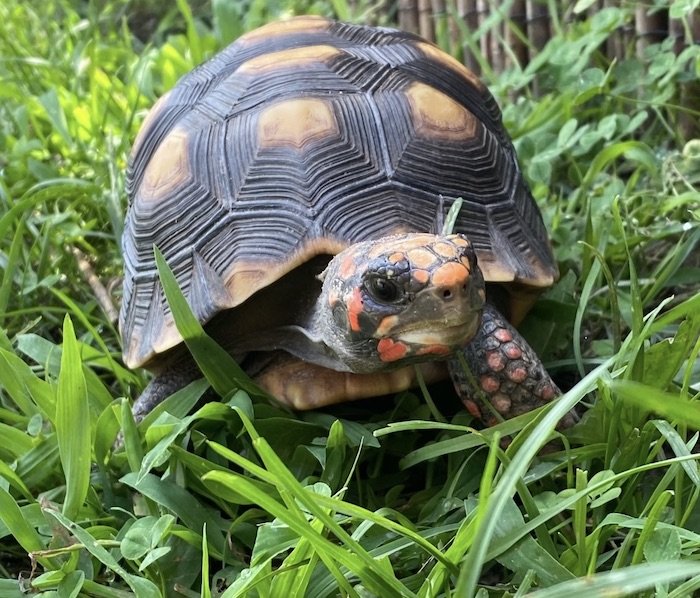 Cherry Torte the red-footed tortoise