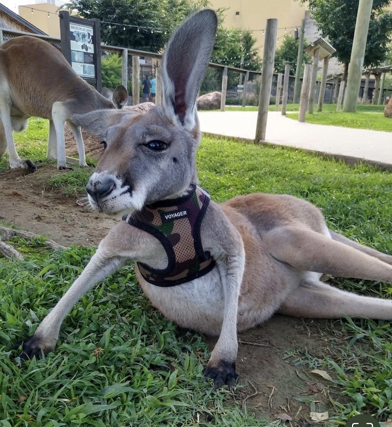 Obi the kangaroo