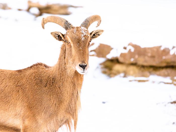 Aoudad Sheep Kids Answers