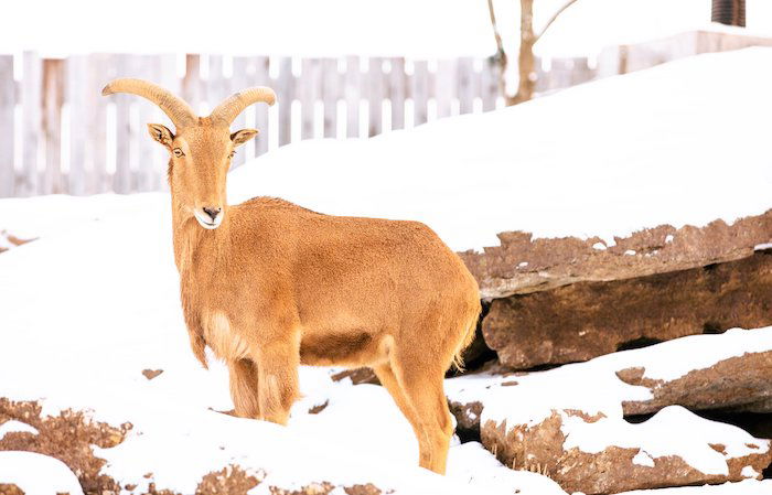 Zipporah the aoudad sheep