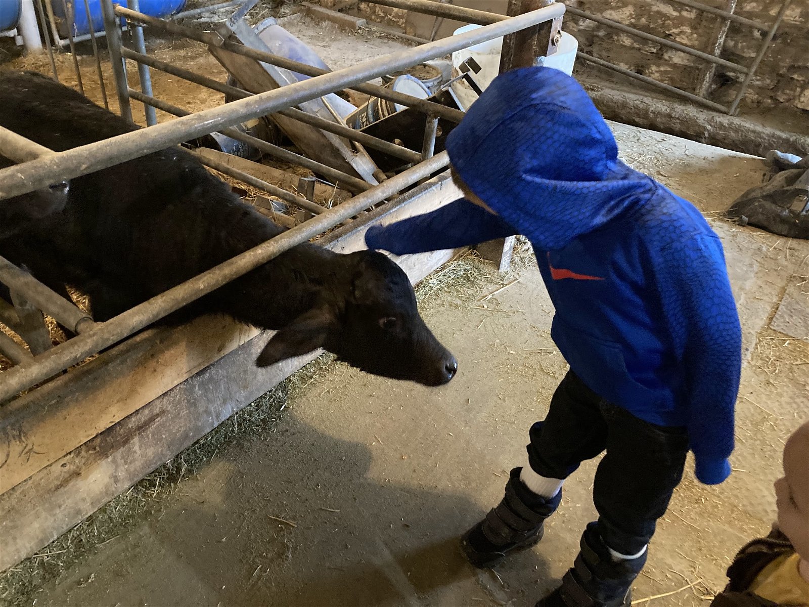 Water buffalo calves in barn
