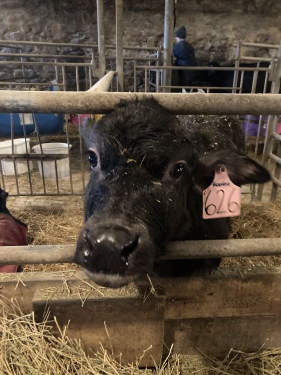 Water buffalo calves in barn