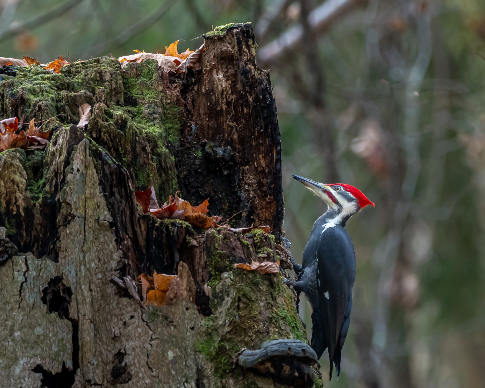 Pileated Woodpecker