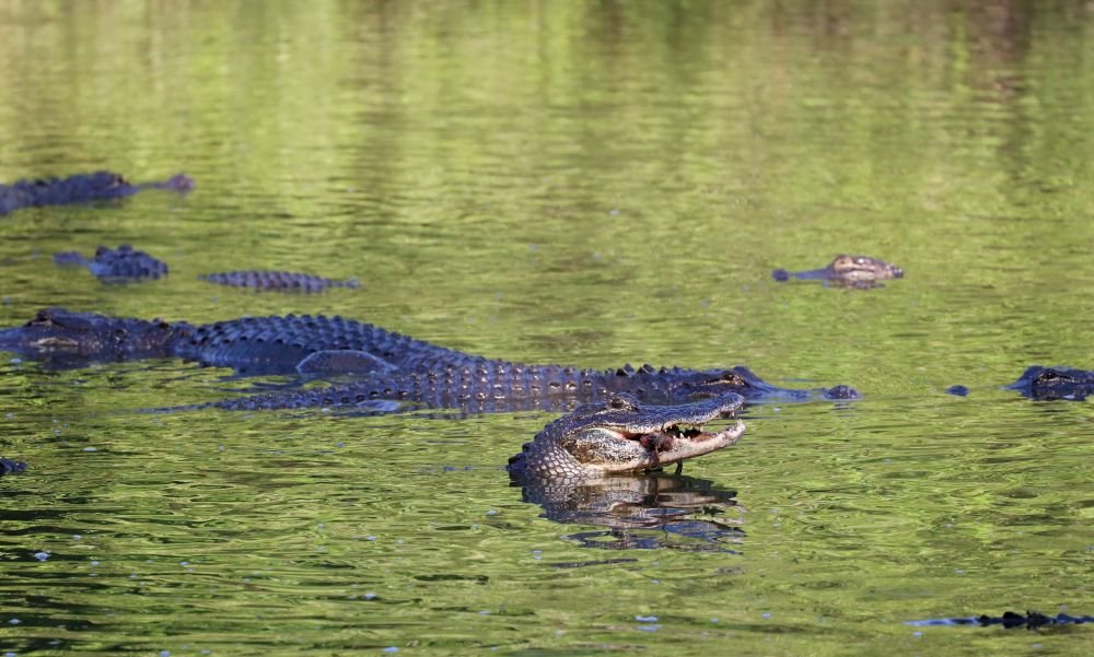 Alligator in water