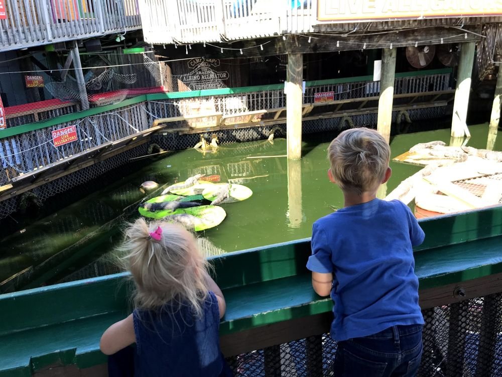 Children looking at alligators