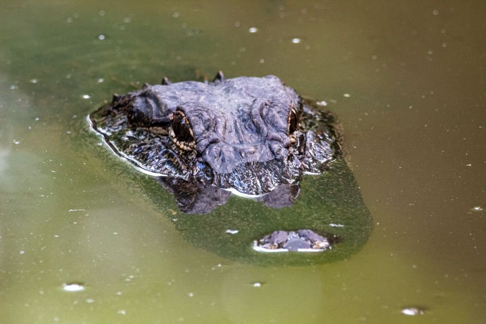 Floating alligator