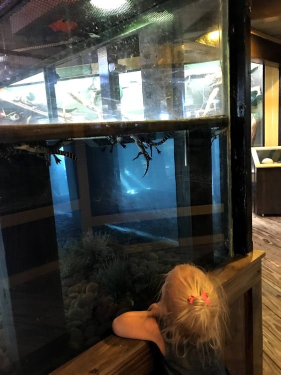 Little girl looking at baby alligators