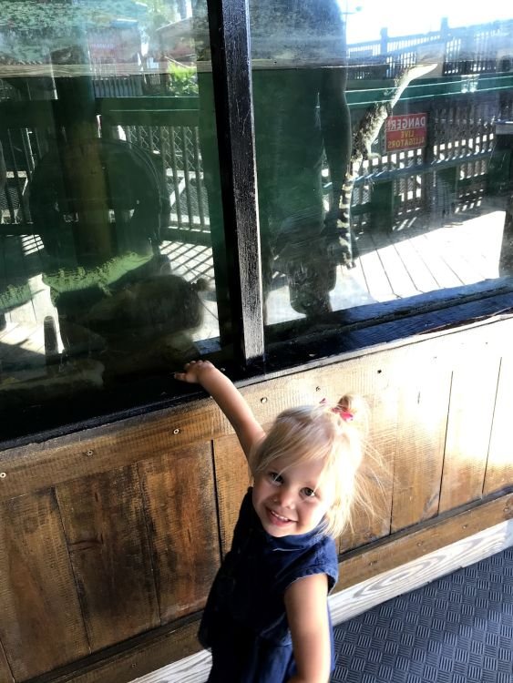 Little girl pointing to baby alligators