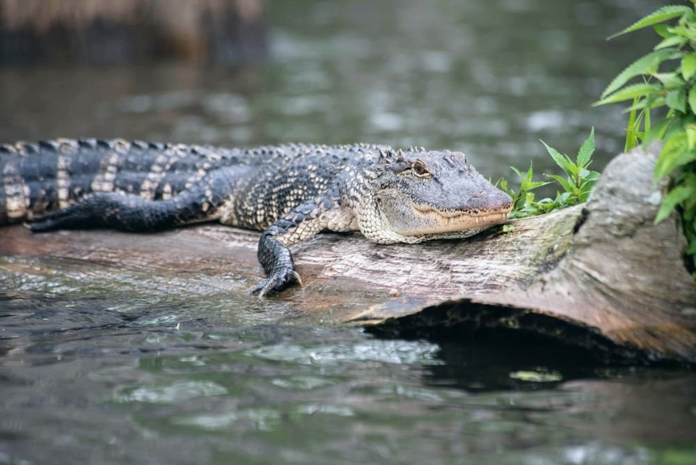 Basking alligator