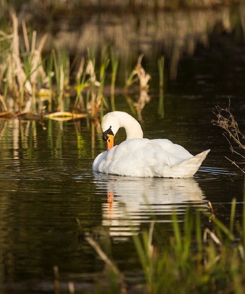 Mute Swan