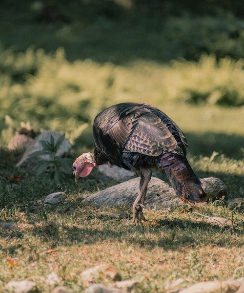 Wild Turkey