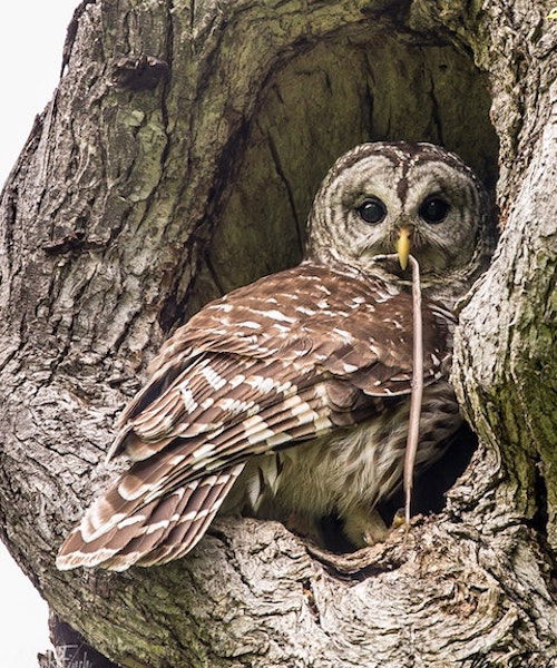 Barred Owl