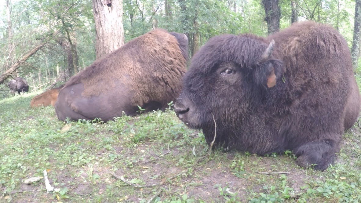 Bison