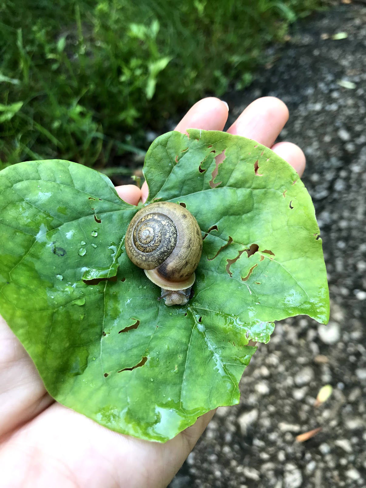 Snail