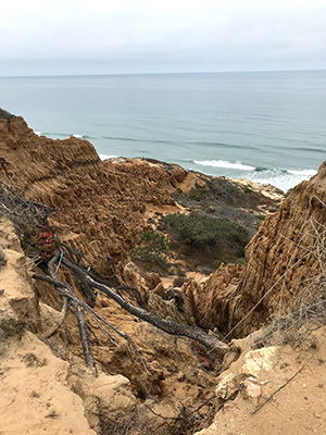 Torrey Pine