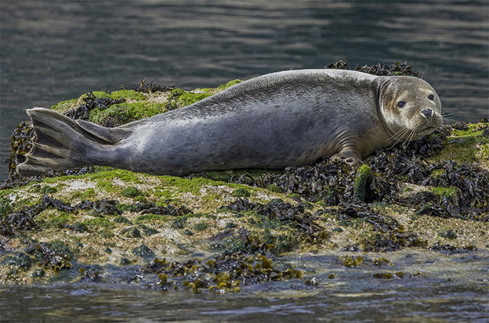 Seal