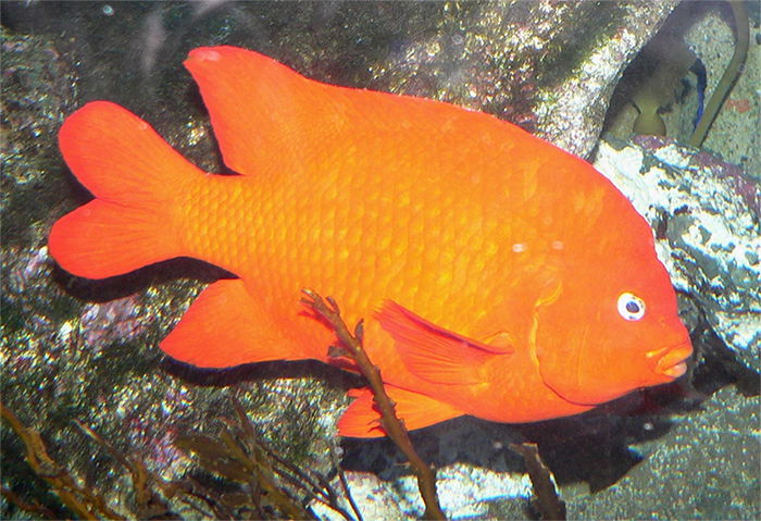 Garibaldi