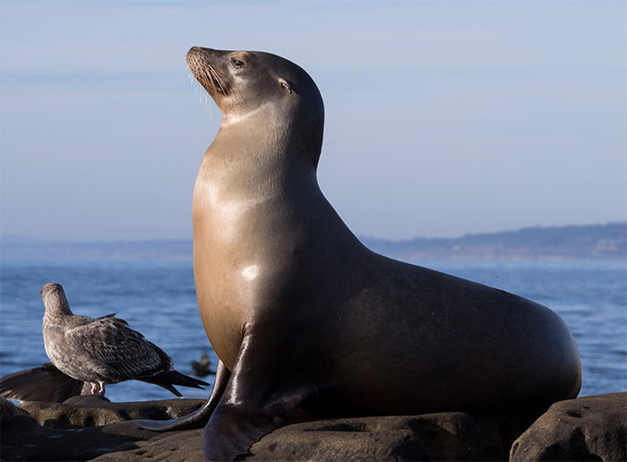 Sea Lion