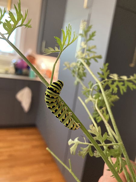 Black Swallowtail Caterpillar