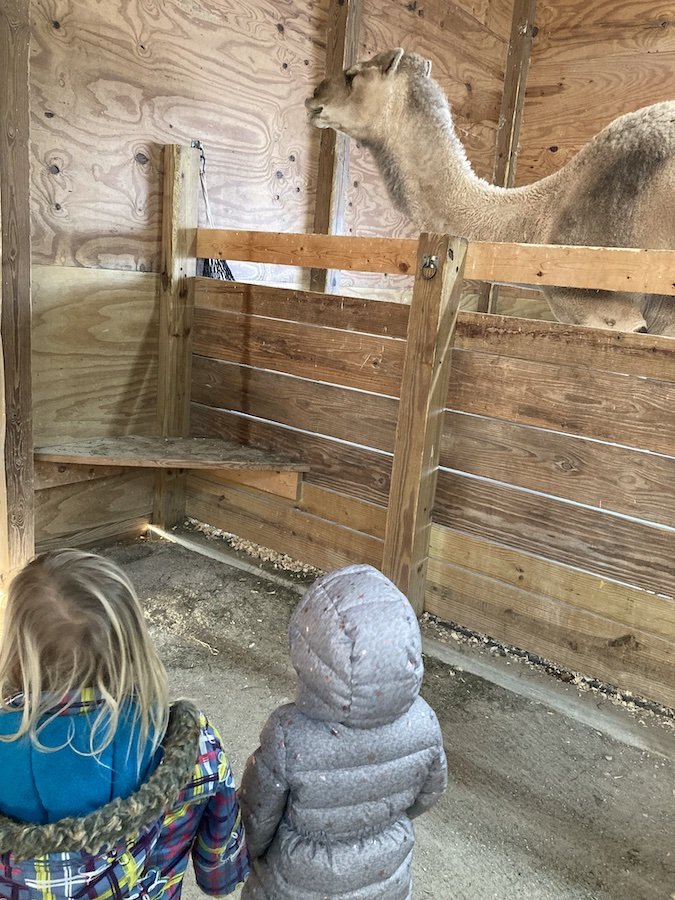 The kids fed CJ the dromedary some delicious romaine lettuce.
