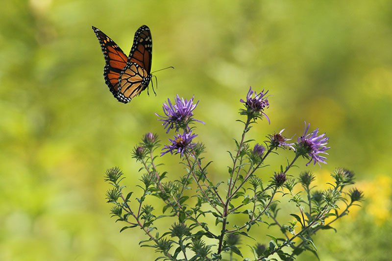 Monarch butterfly flying towards flower
