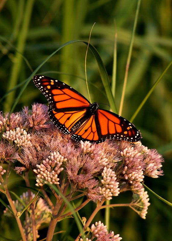 Monarch butterfly resting on flower