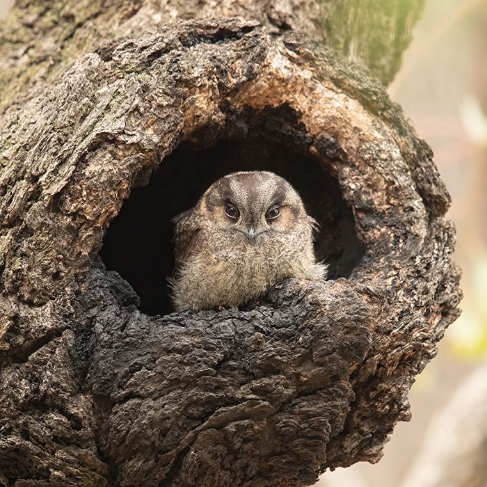 Owlet Nightjar