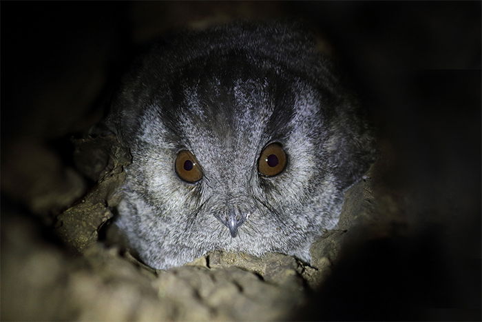 Owlet Nightjar