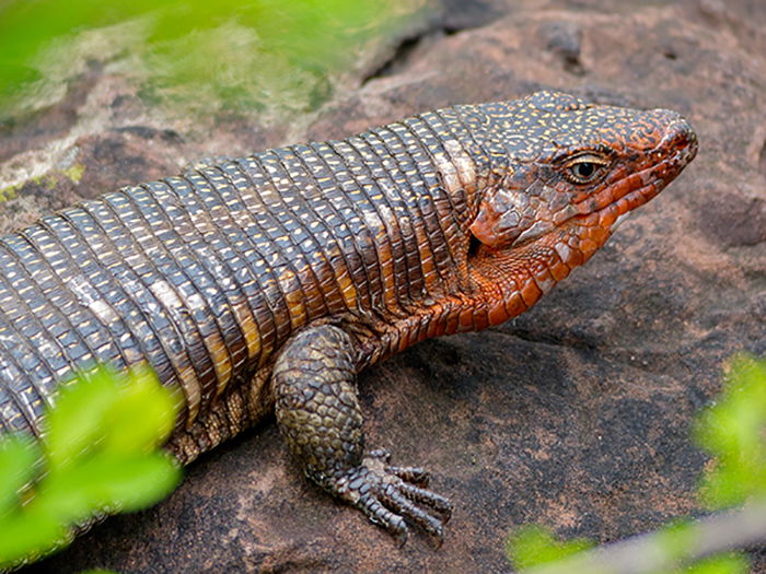 Plated Lizard