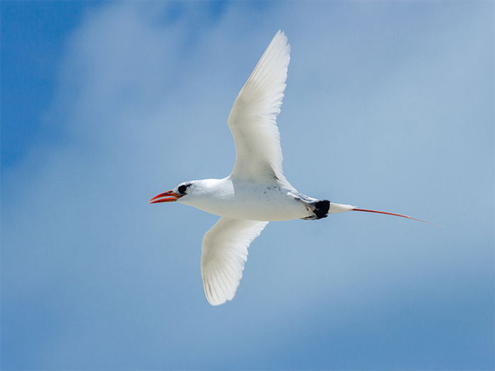 White-Tailed Tropicbird