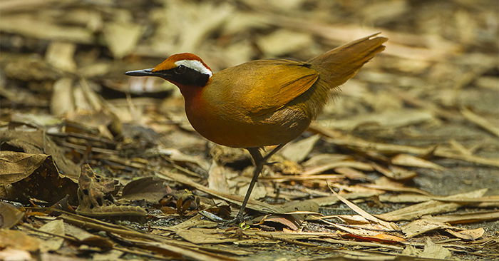 Malaysian Rail-Babbler