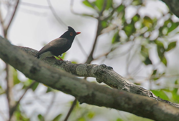 Helmetshrike