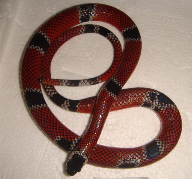 Neck-Band Snake