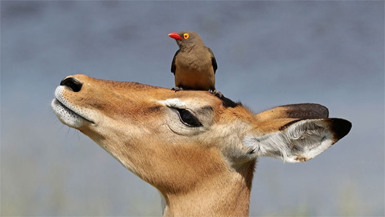 Oxpecker