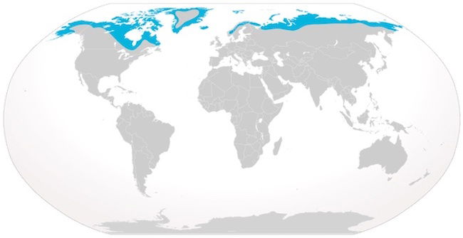 Arctic Fox Map