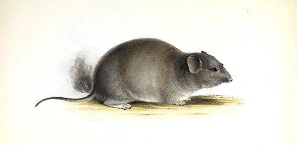 Chinchilla Rat