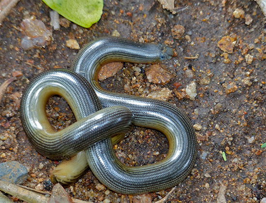 Blind Snake