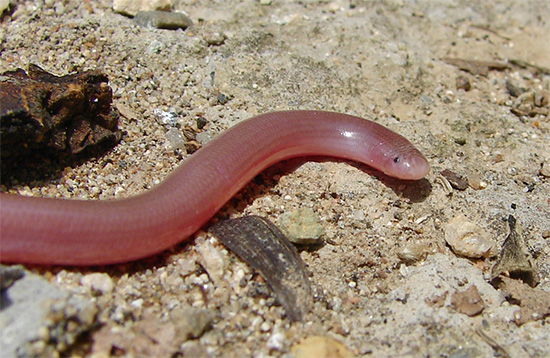 Blind Snake