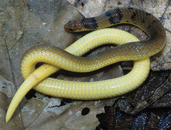 Dwarf Burrowing Snake