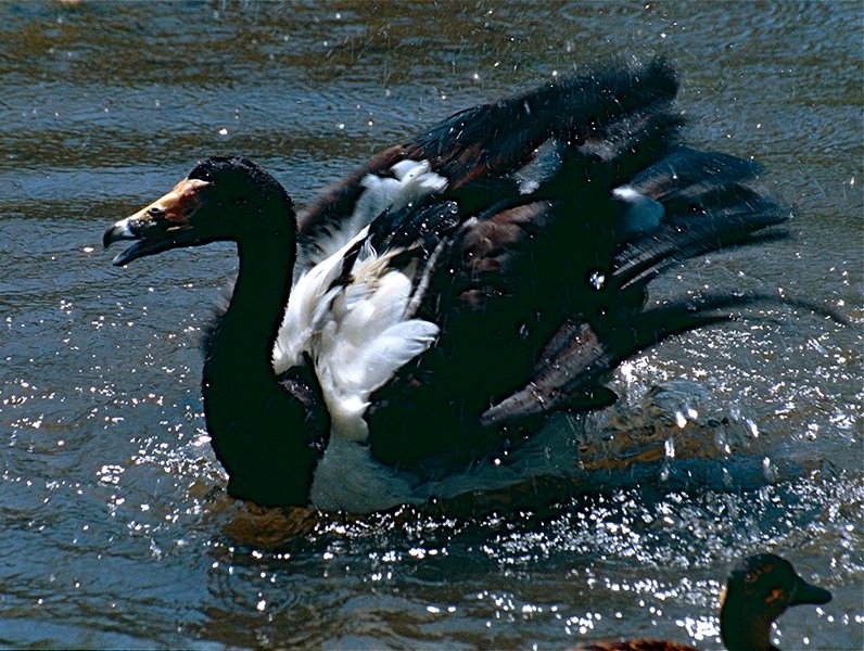 Magpie Goose on Water