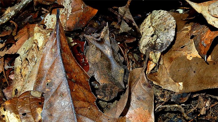 Can you spot the smooth horned frog in this picture?