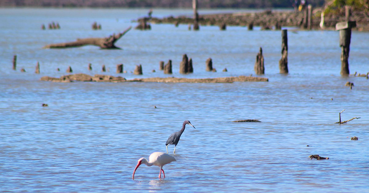 Ibis and Blue Heron