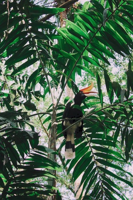 Hornbill in tree