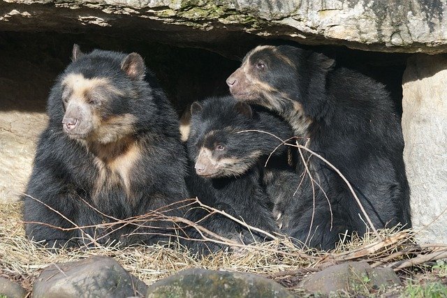 Spectacled Bear Family