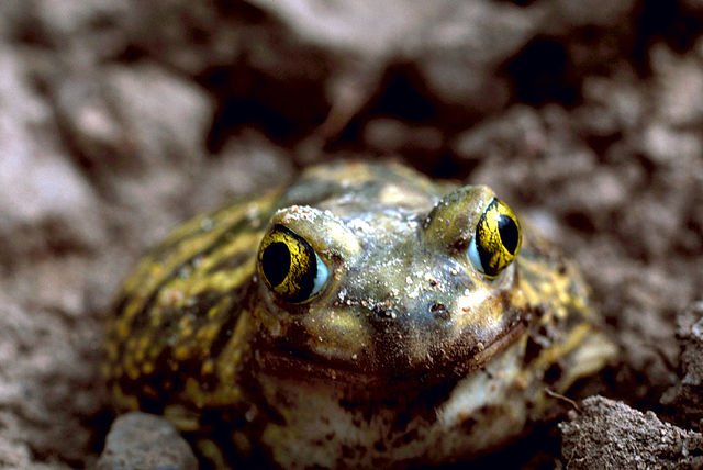 A Couch's Spadefoot Toad in Texas