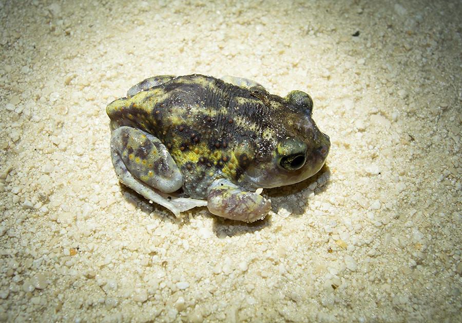 Southern spadefoot toad, Florida-adult