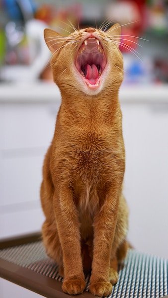 Orange house cat
