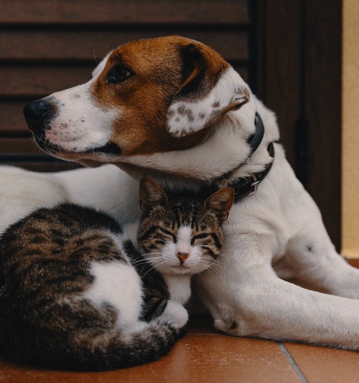 Cat sitting against a dog