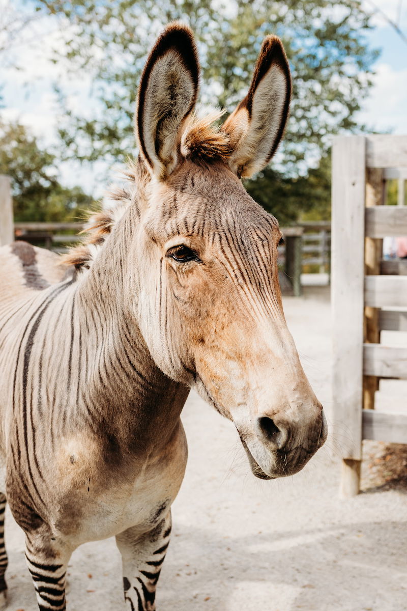 Zonkey